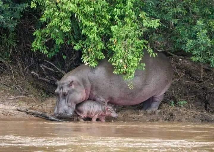 River & Safari Tours